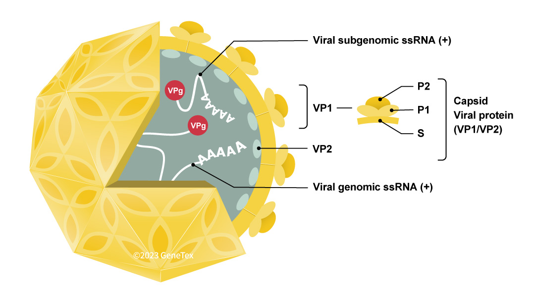 Figure 1. The NoV virion Figure 1. The NoV virion