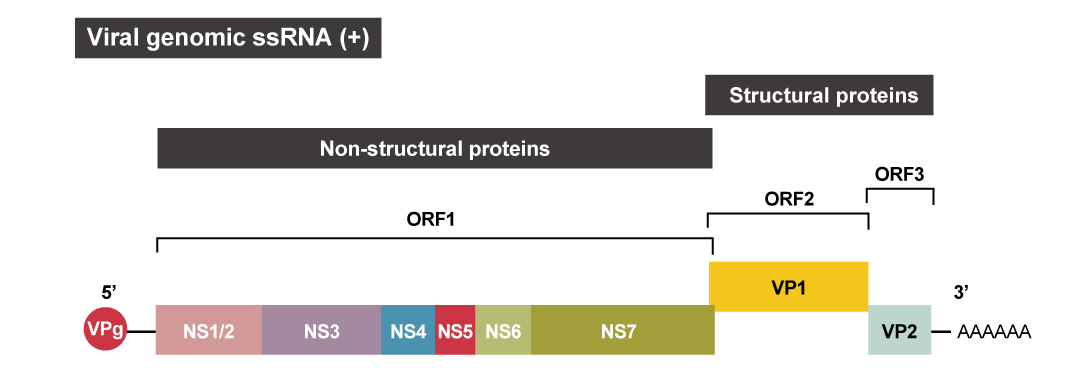 Figure 2. Human NoV genomic organization  Figure 2. Human NoV genomic organization