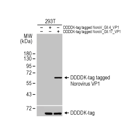 Norovirus VP1 antibody [HL2177] (GTX638181)(GII.17-specific)