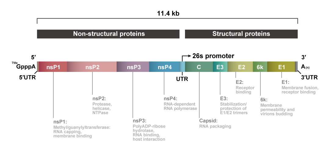 Detection of Venezuelan Equine Encephalitis Virus (VEEV) Nonstructural Proteins with GeneTex’s Recombinant Monoclonal Antibodies
