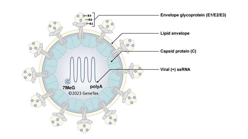 Detection of Venezuelan Equine Encephalitis Virus (VEEV) Nonstructural Proteins with GeneTex’s Recombinant Monoclonal Antibodies