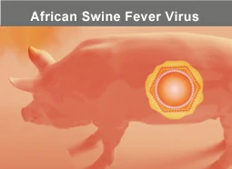 African Swine Fever Virus African Swine Fever Virus