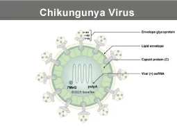 Chikungunya virus Chikungunya virus
