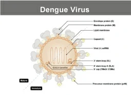 Dengue Virus Dengue Virus