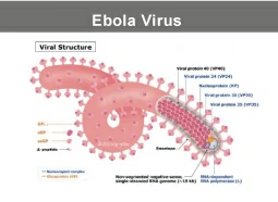 Ebola Virus Ebola Virus