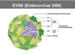 Enterovirus D68 Enterovirus D68