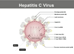 Hepatitis C Virus Hepatitis C Virus