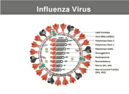 Influenza virus Influenza virus