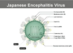 Japanese Encephalitis Virus Japanese Encephalitis Virus