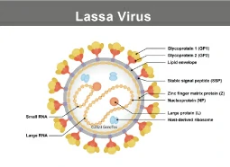 Lassa Virus Lassa Virus