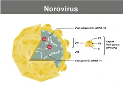 Norovirus Norovirus