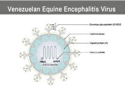 Venezuelan Equine Encephalitis Virus (VEEV) Venezuelan Equine Encephalitis Virus (VEEV)