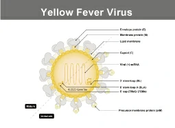 Yellow Fever Virus Yellow Fever Virus