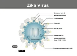 Zika Virus Zika Virus