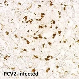 Porcine circovirus type 2 / PCV2 Capsid antibody (GTX128120) Porcine circovirus type 2 / PCV2 Capsid antibody (GTX128120)
