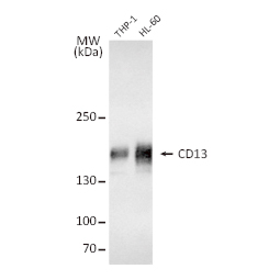 CD13 antibody (GTX102788) CD13 antibody (GTX102788)
