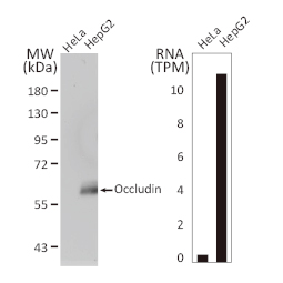 Occludin antibody (GTX114949) Occludin antibody (GTX114949)