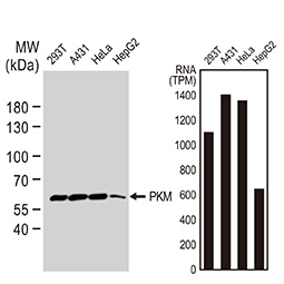 PKM antibody PKM antibody
