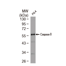 Caspase 8 antibody Caspase 8 antibody