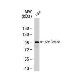 beta Catenin antibody [N1N2-2], N-term