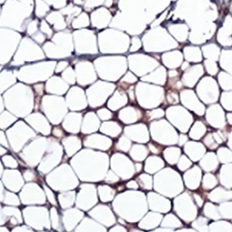 Leptin antibody Leptin antibody