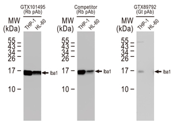 Iba1 antibody Iba1 antibody