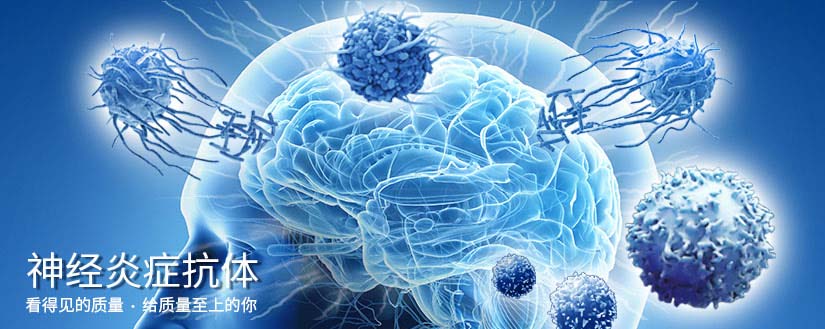 神经炎症抗体