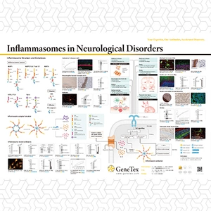 Inflammasomes in Neurological Disorders