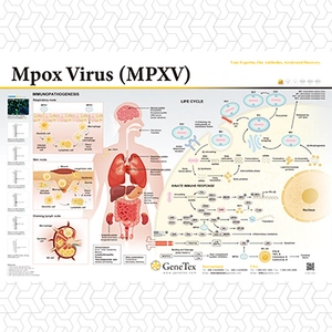 Mpox Virus (MPXV)