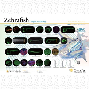 zebrafish