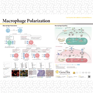 Macrophage Polarization