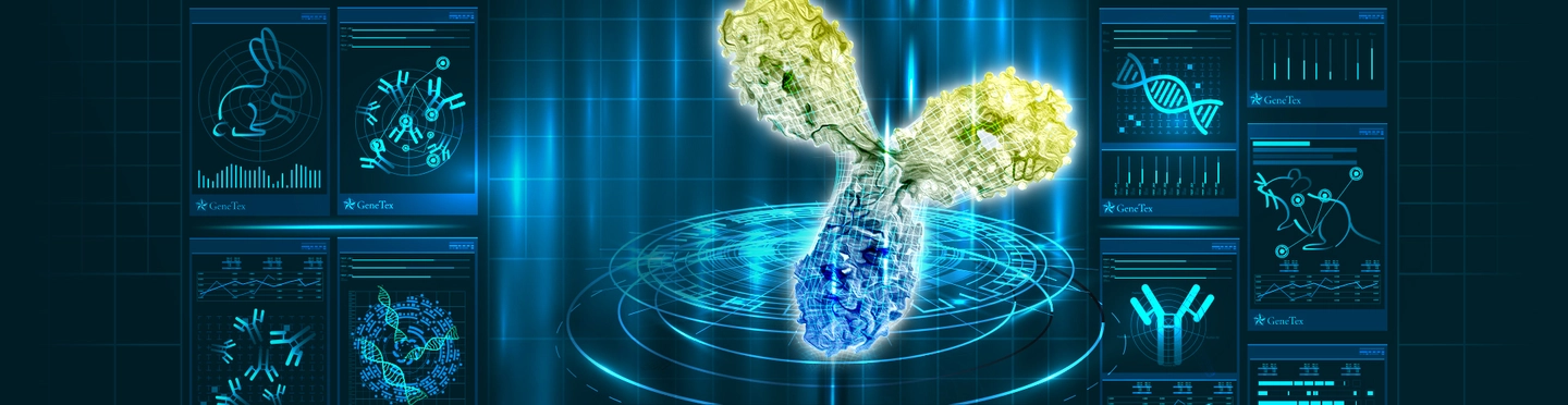 Recombinant Antibodies