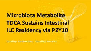 Microbiota Metabolite TDCA Sustains Intestinal ILC Residency via P2Y10 Microbiota Metabolite TDCA Sustains Intestinal ILC Residency via P2Y10