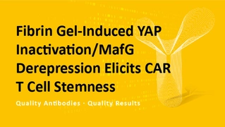 Fibrin Gel-Induced YAP Inactivation/MafG Derepression Elicits CAR T Cell Stemness Fibrin Gel-Induced YAP Inactivation/MafG Derepression Elicits CAR T Cell Stemness