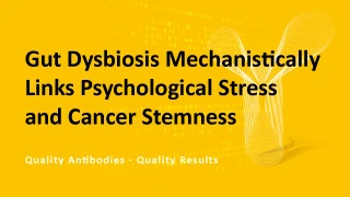 Gut Dysbiosis Mechanistically Links Psychological Stress and Cancer Stemness Gut Dysbiosis Mechanistically Links Psychological Stress and Cancer Stemness