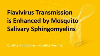 Flavivirus Transmission is Enhanced by Mosquito Salivary Sphingomyelins Flavivirus Transmission is Enhanced by Mosquito Salivary Sphingomyelins