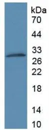 Pig MMP9 protein, His tag (active). GTX00050-pro