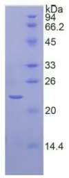 Rat SIRT3 protein, His tag. GTX00061-pro