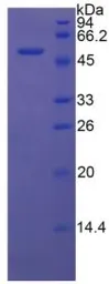 Rat DKK1 protein, His and GST tag. GTX00063-pro