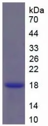 Human CCL21 protein, His tag (active). GTX00072-pro