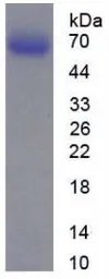 Mouse MMP2 protein, His tag (active). GTX00073-pro