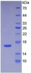 Human IL16 protein, His tag (active). GTX00089-pro