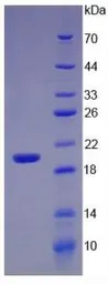 Human IL17A protein, His tag. GTX00090-pro