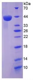Human SDF1 protein, His and GST tag (active). GTX00099-pro