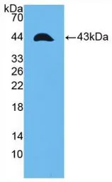 Human TWEAKR protein, His and GST tag. GTX00120-pro