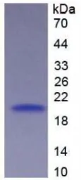 Human CD27 protein, His tag. GTX00124-pro