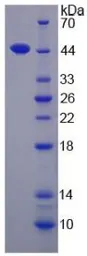 Human IL17D protein, His and GST tag. GTX00141-pro