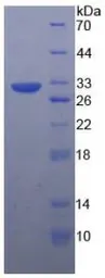 Human beta Tubulin I protein, His tag. GTX00175-pro