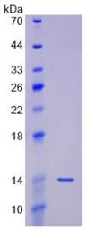 Human GDF8 / Myostatin protein, His tag. GTX00183-pro