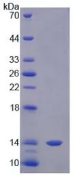 Human MIF protein, His tag (active). GTX00196-pro